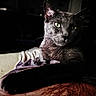 cat, gray_cat, green_eyes, feline, pet, animal, indoor, cozy, blanket, fur, whiskers, relaxed, resting, close_up, portrait, dim_light, shadow, mysterious, soft_texture, domestic_cat