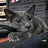 Jerry joined the competition — help win amazing prizes! animal, blurred_background, cat, close_up, comfort, cozy, domestic, ears, eyes, floor, furniture, gray_cat, indoor, laying_down, nose, paw, pet, relaxed, soft_light, whiskers