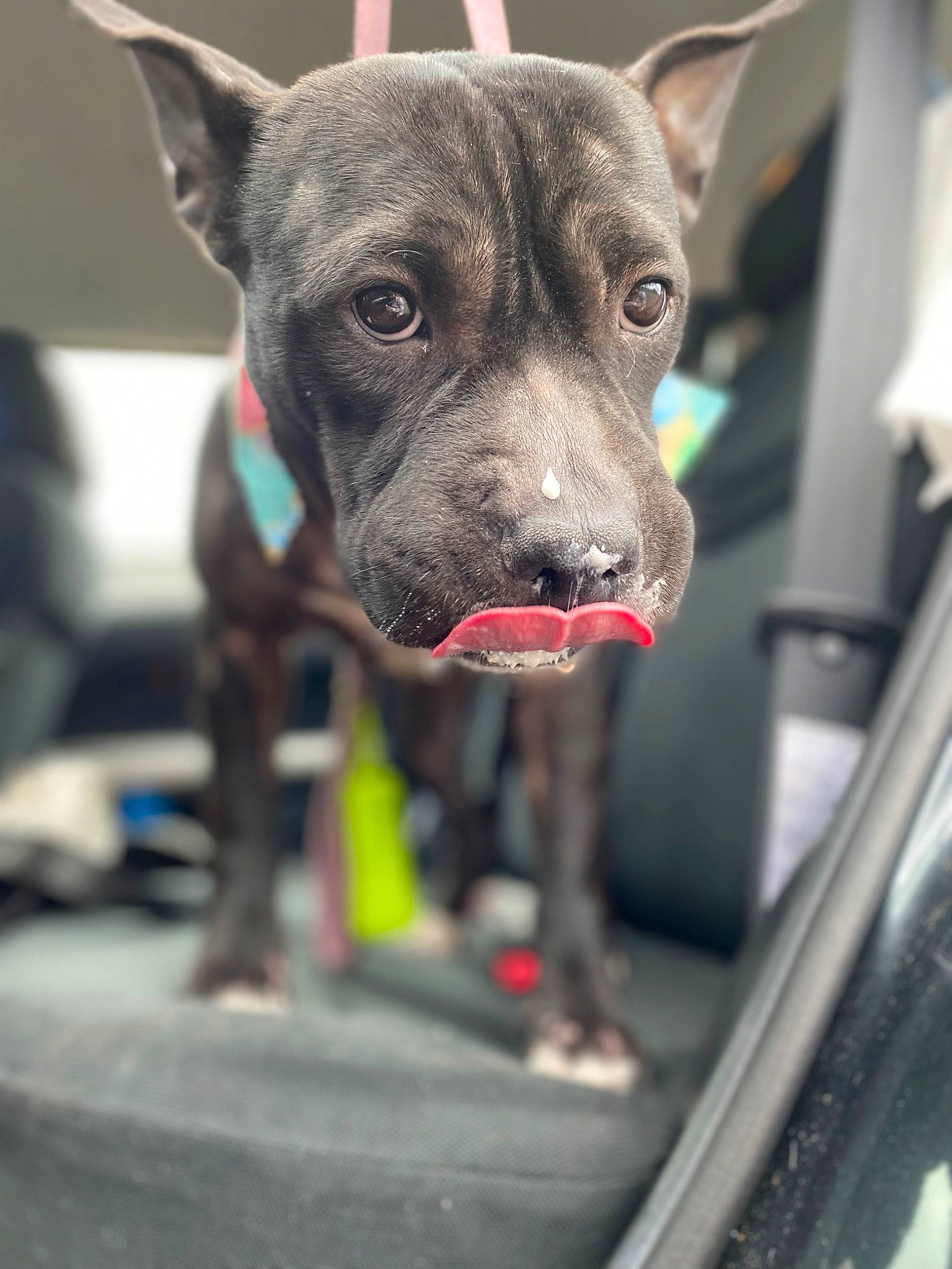 Cora is registered to the contest to win money with this photo: auto_part, automotive_lighting, carnivore, collar, companion_dog, dog, dog_breed, dog_collar, dog_supply, glass, guard_dog, leash, pet_supply, snout, sporting_group, vehicle, whiskers, windshield, working_animal, working_dog