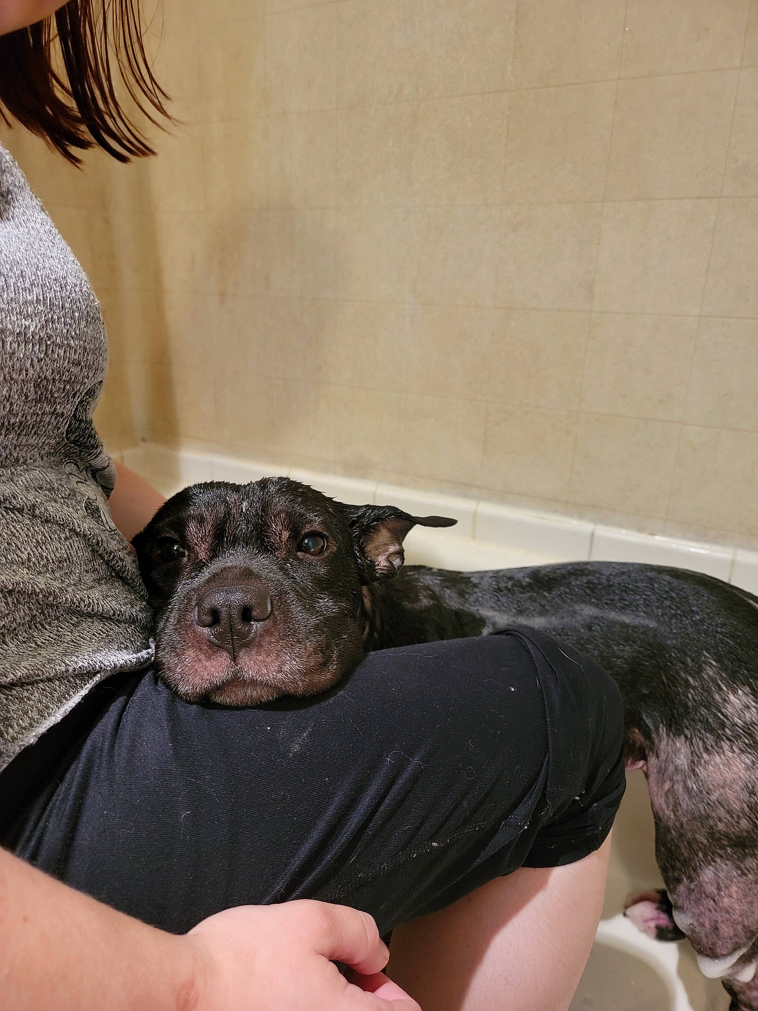 Cora is registered to the contest to win money with this photo: bathing, canidae, carnivore, comfort, companion_dog, dog, dog_breed, fawn, foot, fur, human_leg, paw, shoulder, sitting, sleeve, snout, sporting_group, thigh, toy_dog, working_animal