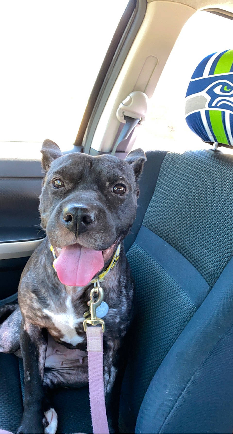 Cora joined the competition — help win amazing prizes! auto_part, balloon, car, carnivore, collar, companion_dog, dog, dog_breed, dog_collar, electric_blue, fawn, leash, logo, motor_vehicle, snout, sporting_group, vehicle, whiskers, working_animal, working_dog