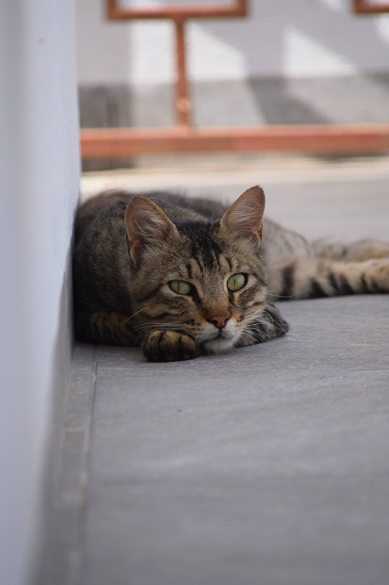 Mallow a rejoint le concours — aidez-le/la à gagner de superbes lots ! carnivore, cat, claw, comfort, domestic_short_haired_cat, felidae, floor, flooring, fur, grey, hardwood, room, sitting, small_to_medium_sized_cats, snout, tail, terrestrial_animal, whiskers, wildlife, wood