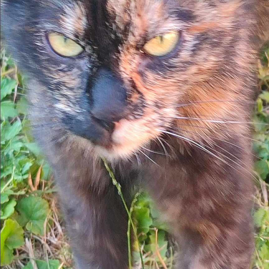 Cacahuete participe au concours pour gagner de l'argent avec cette photo : animal, cat, closeup, cute, eyes, face, feline, focus, fur, grass, greenery, mammal, nature, outdoor, pet, portrait, tortoiseshell, walking, whiskers, wildlife