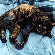 Cacahuete participe au concours pour gagner de l'argent avec cette photo : animal, bed, blanket, cat, comfort, cozy, cute, domestic, feline, fur, indoor, mammal, paw, pet, relaxed, resting, sleeping, striped, tortoiseshell, whiskers