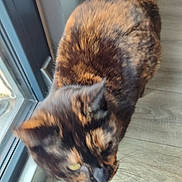 Cacahuete a rejoint le concours — aidez-le/la à gagner de superbes lots ! cat, tortoiseshell, indoor, wooden_floor, window, pet, feline, fur, animal, close_up, blurry, domestic_cat, whiskers, head, face, standing, looking_down, natural_light, floor, curiosity