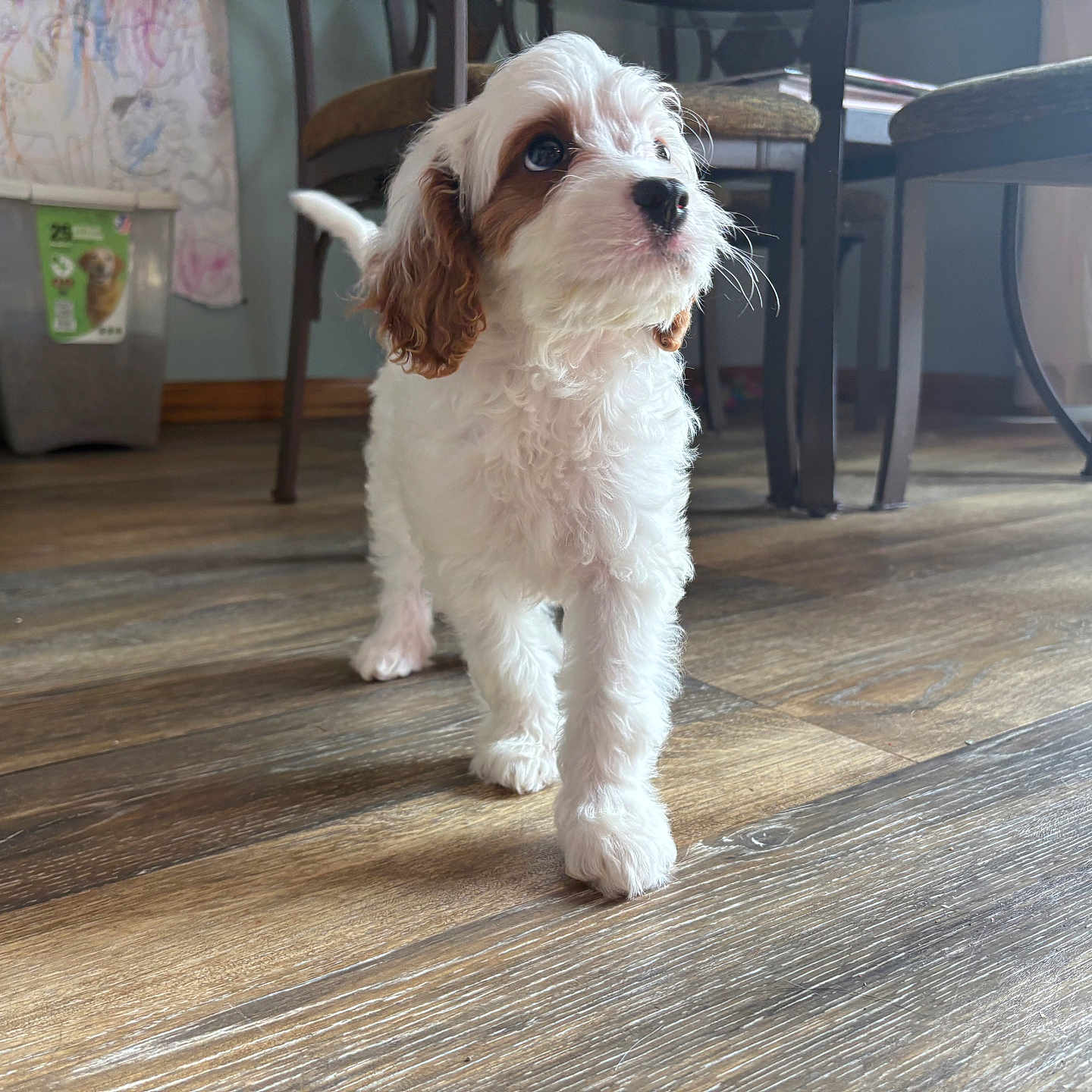 Teddy is registered to the contest to win money with this photo: brown_and_white, chair, curious, cute, dog, domestic_animal, floor, flooring, furniture, home, indoor, legs, natural_light, pet, puppy, table, tail, walking, wooden_floor, young_dog