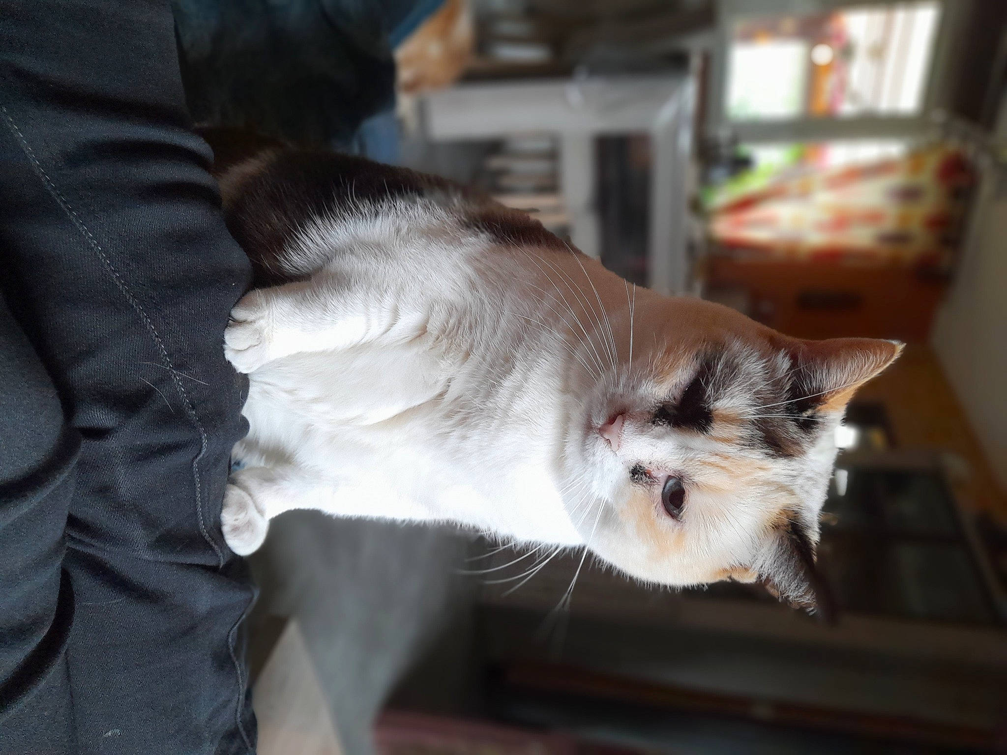 Chipie a rejoint le concours — aidez-le/la à gagner de superbes lots ! balinese, carnivore, cat, claw, comfort, domestic_short_haired_cat, fawn, felidae, fur, paw, siamese, small_to_medium_sized_cats, snout, tail, thai, tonkinese, whiskers, wood