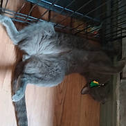 Chewy Chewbacca is registered to the contest to win money with this photo: carnivore, cat, chartreux, dog_breed, domestic_short_haired_cat, fawn, felidae, flooring, fur, grey, hardwood, pet_supply, small_to_medium_sized_cats, snout, sporting_group, tail, whiskers, wood