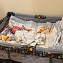 Rory joined the competition — help win amazing prizes! baby, blanket, crib, sleeping, pacifier, baby_wipes, infant, playpen, animal_pattern, bedroom, floor, cozy, child, cute, resting, wrapped, indoors, comfort, toddler, nursery