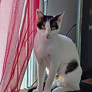 Nala participe au concours pour gagner de l'argent avec cette photo : cat, white_cat, black_patches, sitting, window, curtain, red_curtain, indoor, pet, animal, feline, fur, whiskers, alert, looking, natural_light, home, domestic, quiet, calm