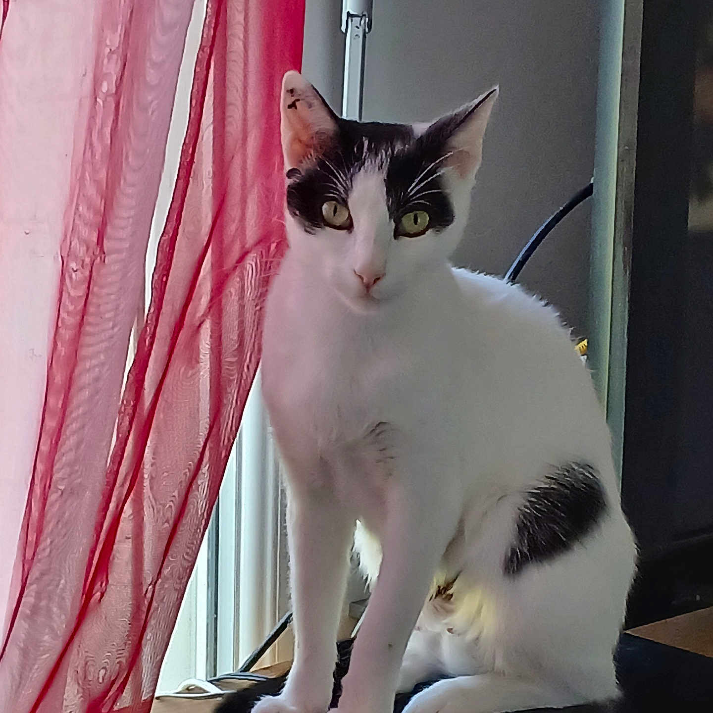 Nala participe au concours pour gagner de l'argent avec cette photo : alert, animal, black_patches, calm, cat, curtain, domestic, feline, fur, home, indoor, looking, natural_light, pet, quiet, red_curtain, sitting, whiskers, white_cat, window