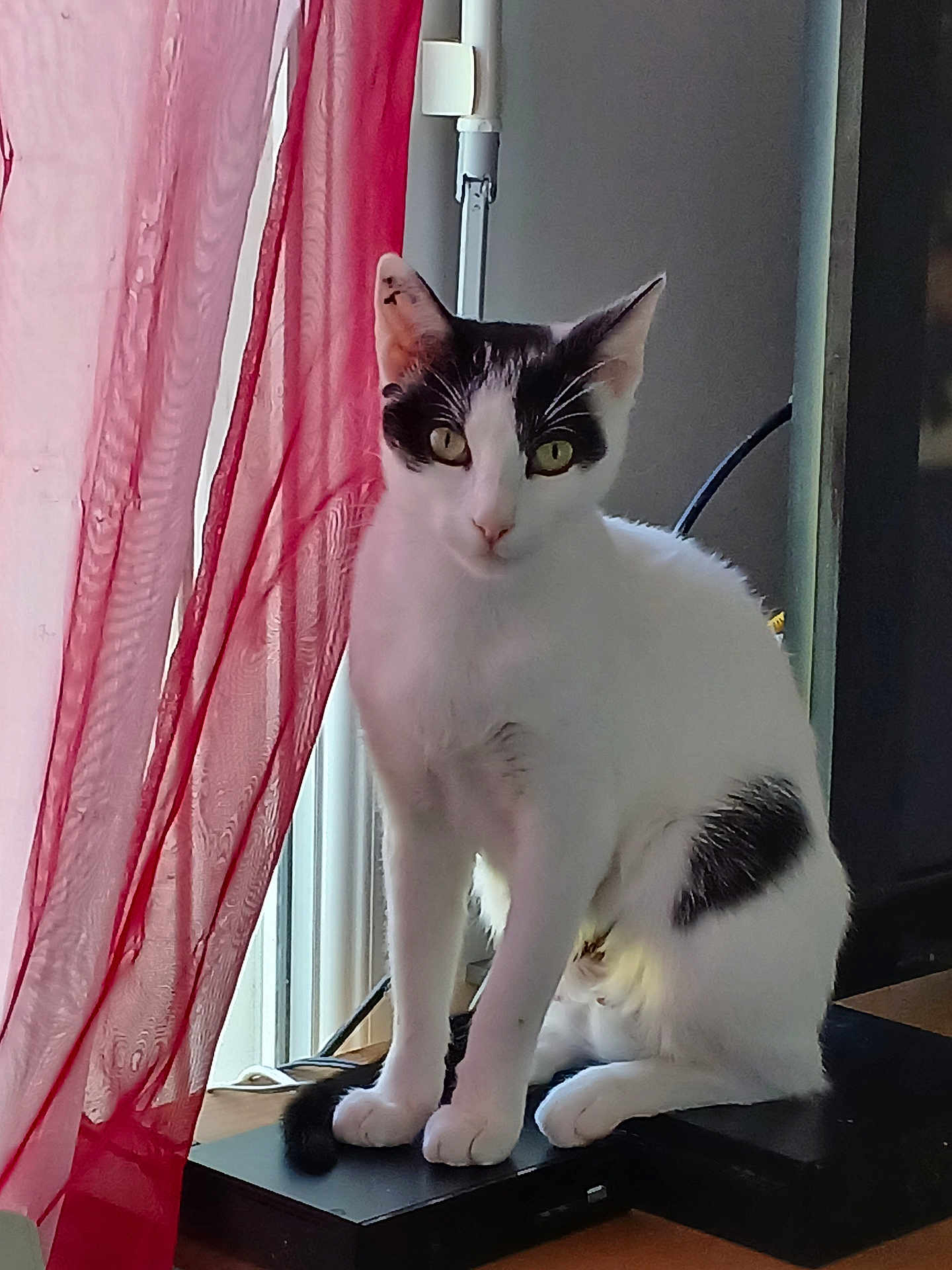 Nala participe au concours pour gagner de l'argent avec cette photo : cat, white_cat, black_patches, sitting, window, curtain, red_curtain, indoor, pet, animal, feline, fur, whiskers, alert, looking, natural_light, home, domestic, quiet, calm