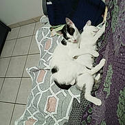 Nala participe au concours pour gagner de l'argent avec cette photo : animal, black_and_white, blanket, cat, cats, comfort, cozy, cuddling, cute, friendship, fur, indoor, patterned, paw, pet, quilt, relaxing, resting, sleeping, tile_floor