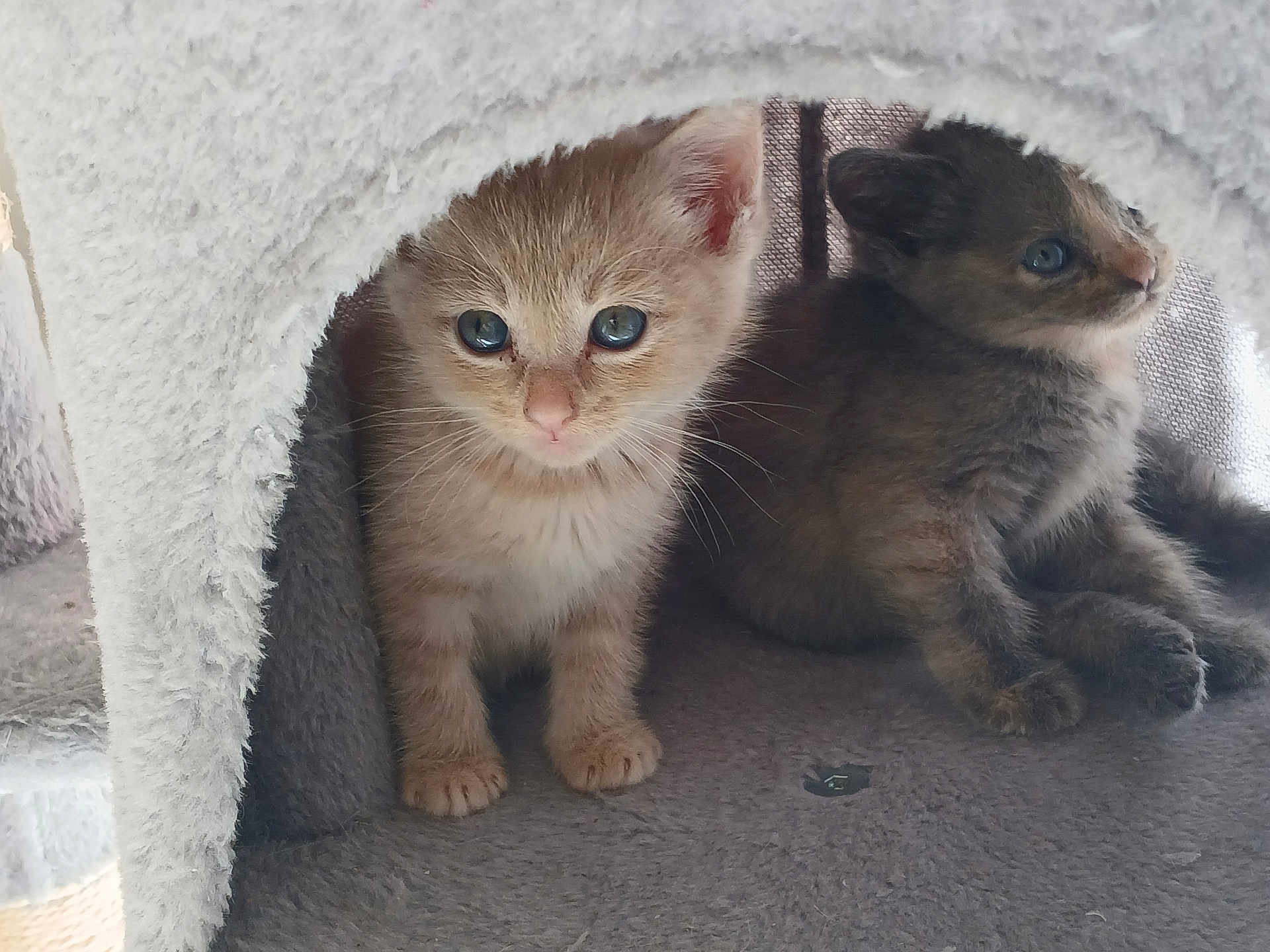 Lyra a rejoint le concours — aidez-le/la à gagner de superbes lots ! kitten, cat, pets, cute, furry, animal, indoor, cozy, soft, small, blue_eyes, fur, young, sitting, resting, cuddle, playful, domestic, feline, curious