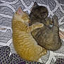 Lyra a rejoint le concours — aidez-le/la à gagner de superbes lots ! kitten, cat, sleeping, snuggling, orange_tabby, gray_tabby, pet, animal, cute, cozy, blanket, pattern, fur, resting, domestic_animal, young, companion, indoor, friendship, adorable