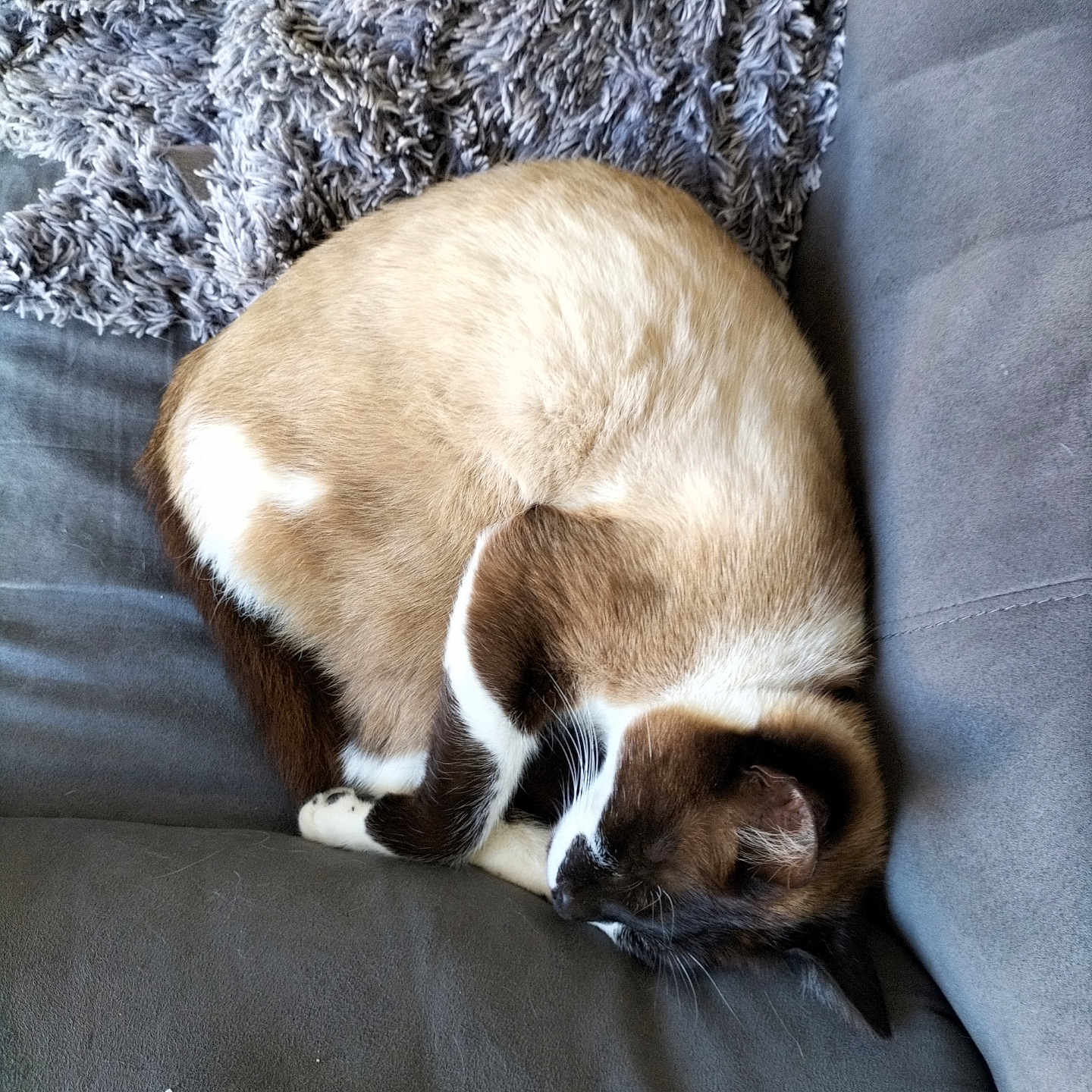 Romeo a rejoint le concours — aidez-le/la à gagner de superbes lots ! animal, black, blanket, brown, cat, couch, cozy, curled_up, cute, domestic_animal, feline, fur, indoor, mammal, nap, pet, relaxation, resting, sleeping, white