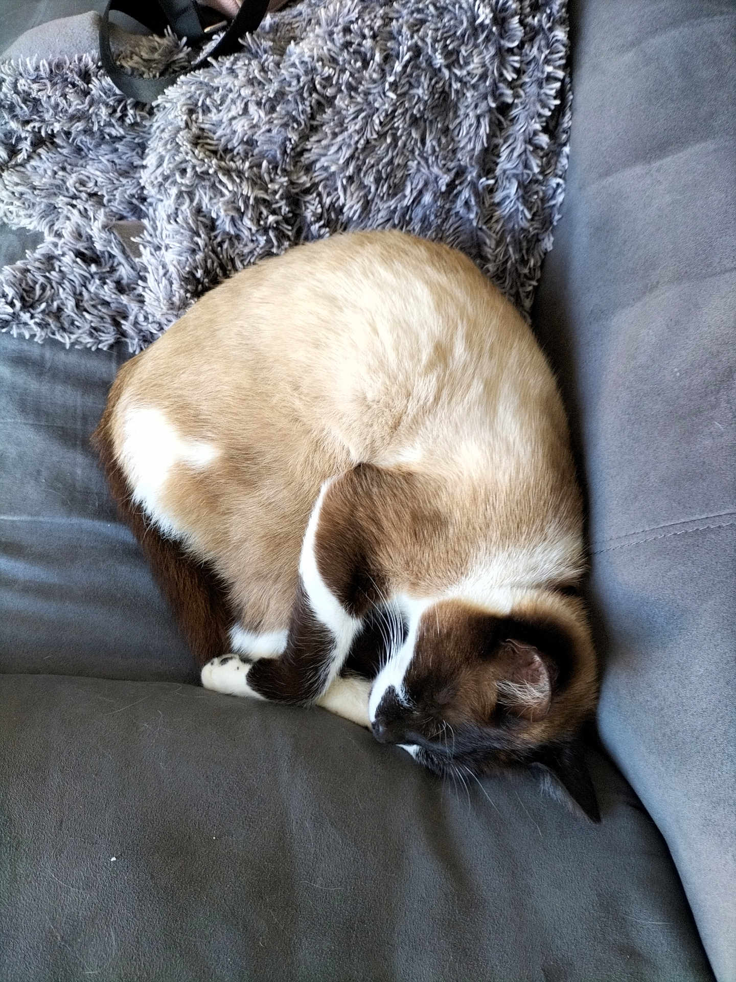 Romeo a rejoint le concours — aidez-le/la à gagner de superbes lots ! cat, sleeping, curled_up, feline, pet, indoor, cozy, resting, fur, couch, blanket, brown, white, black, domestic_animal, relaxation, animal, mammal, cute, nap