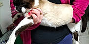 Romeo participe au concours pour gagner de l'argent avec cette photo : person, cat, indoor, holding, siamese_cat, pink_jacket, blue_pants, tile_floor, feline, pet, animal, home, casual_clothing, long_hair, hand, grip, white_black_brown_cat, relaxed_cat, standing, footwear