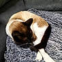 Romeo a rejoint le concours — aidez-le/la à gagner de superbes lots ! cat, siamese_cat, animal, pet, feline, indoor, cozy, blanket, couch, fur, grooming, resting, relaxed, tail, whiskers, paws, home, comfort, sleepy, soft