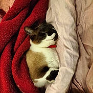 Romeo participe au concours pour gagner de l'argent avec cette photo : cat, sleeping, blanket, red_blanket, pink_sheet, cozy, pet, fur, domestic_animal, resting, indoor, cute, animal, whiskers, collar, relaxation, comfort, warm, nap, feline