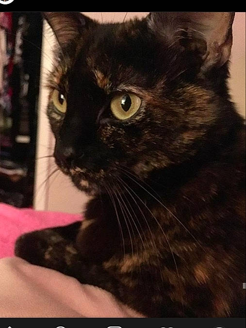 Lois joined the competition — help win amazing prizes! asian, black_cat, bombay, carnivore, cat, domestic_short_haired_cat, european_shorthair, eye, felidae, fur, kitten, maine_coon, mammal, photo_caption, polydactyl_cat, small_to_medium_sized_cats, snout, whiskers