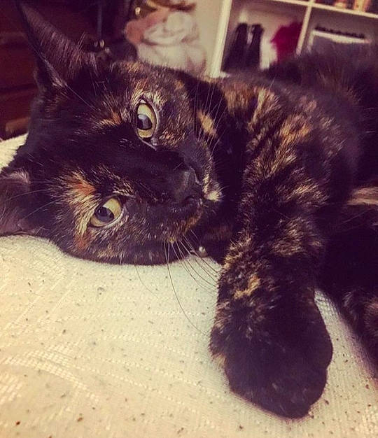 Lois joined the competition — help win amazing prizes! asian, beauty, black, black_cat, carnivore, cat, domestic_short_haired_cat, ear, european_shorthair, eye, felidae, fur, german_rex, kitten, paw, polydactyl_cat, small_to_medium_sized_cats, snout, tail, whiskers