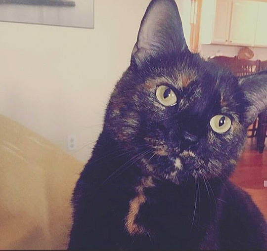 Lois is registered to the contest to win money with this photo: asian, black, black_cat, carnivore, cat, domestic_short_haired_cat, ear, european_shorthair, eye, felidae, fur, iris, kitten, nose, polydactyl_cat, sky, small_to_medium_sized_cats, snapshot, square, whiskers