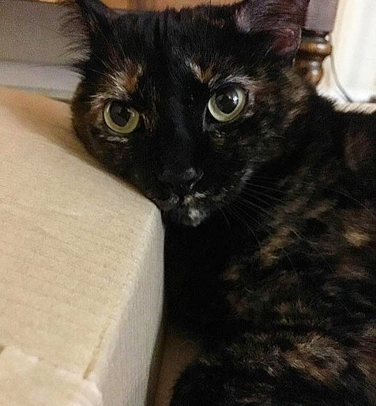 Lois is registered to the contest to win money with this photo: asian, black_cat, bombay, carnivore, cat, domestic_long_haired_cat, domestic_short_haired_cat, ear, european_shorthair, eye, felidae, fur, german_rex, kitten, mammal, polydactyl_cat, small_to_medium_sized_cats, whiskers