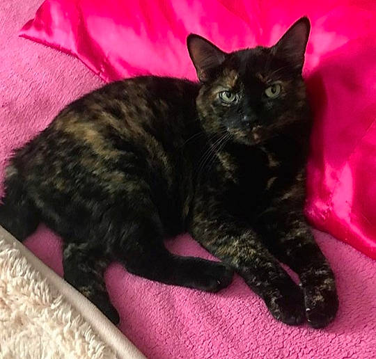 Lois joined the competition — help win amazing prizes! asian, black, black_cat, bombay, carnivore, cat, claw, domestic_short_haired_cat, eye, felidae, fur, german_rex, havana_brown, kitten, mammal, polydactyl_cat, small_to_medium_sized_cats, tail, vertebrate, whiskers