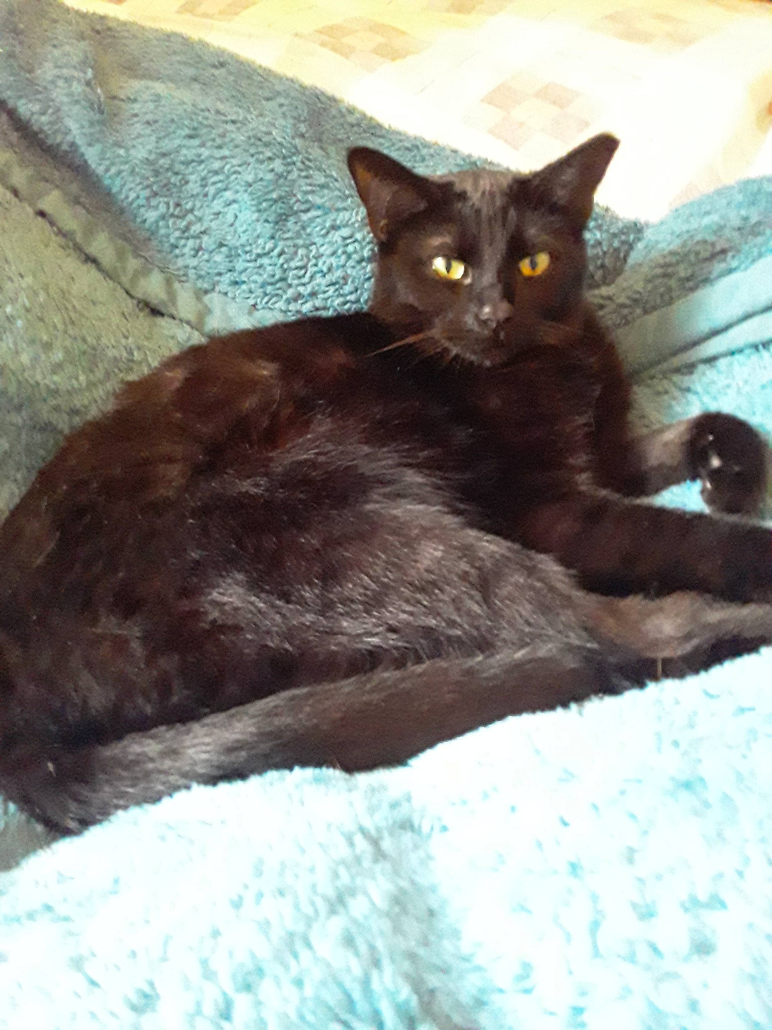 Penelope is registered to the contest to win money with this photo: asian, black_cat, bombay, burmese, carnivore, cat, domestic_short_haired_cat, felidae, german_rex, havana_brown, javanese, korat, mammal, nebelung, oriental_longhair, small_to_medium_sized_cats, tail, vertebrate, whiskers