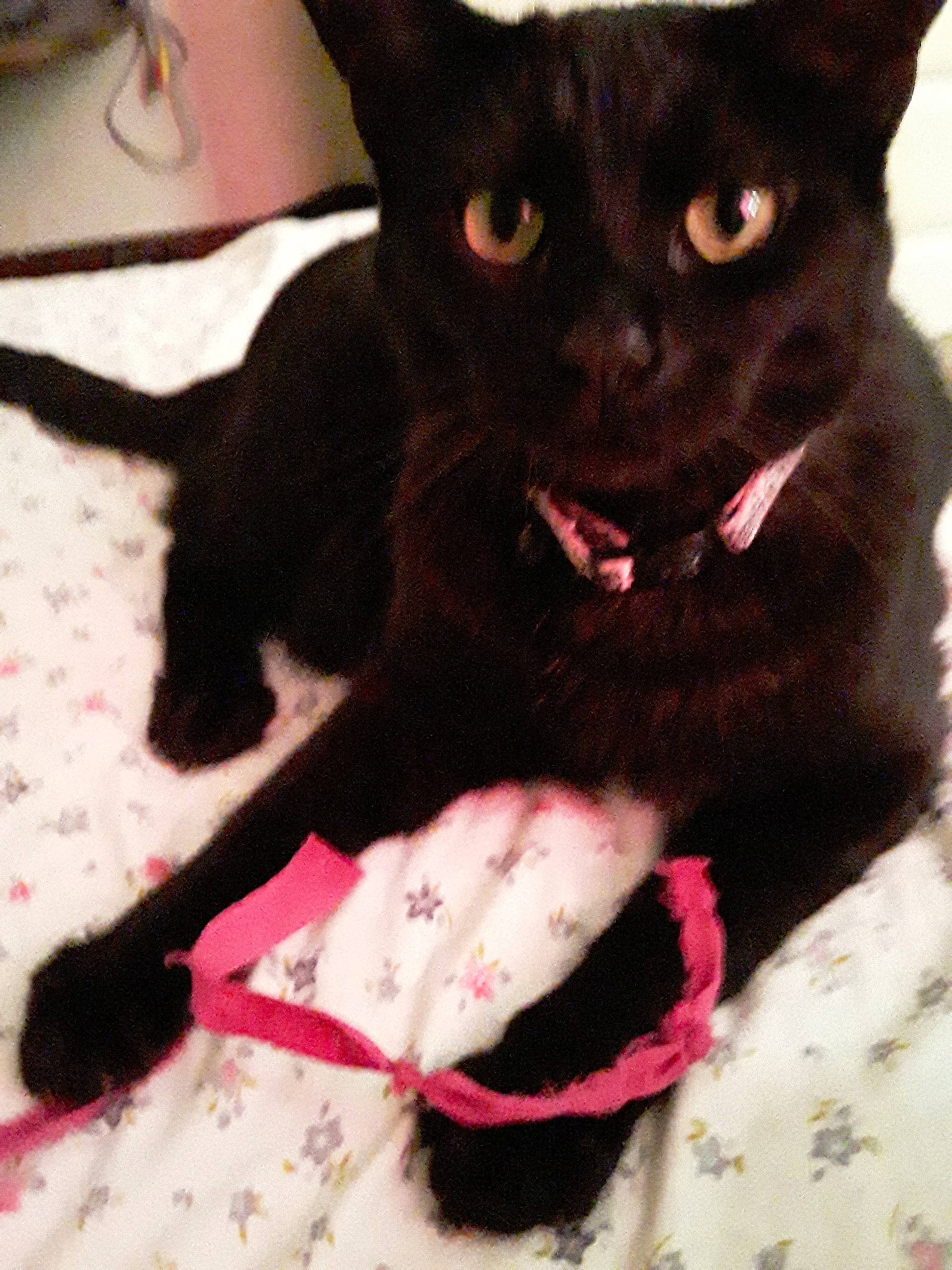 Penelope is registered to the contest to win money with this photo: asian, black, black_cat, bombay, burmese, carnivore, cat, claw, domestic_short_haired_cat, ear, felidae, fur, german_rex, havana_brown, kitten, mammal, pink, small_to_medium_sized_cats, tail, whiskers