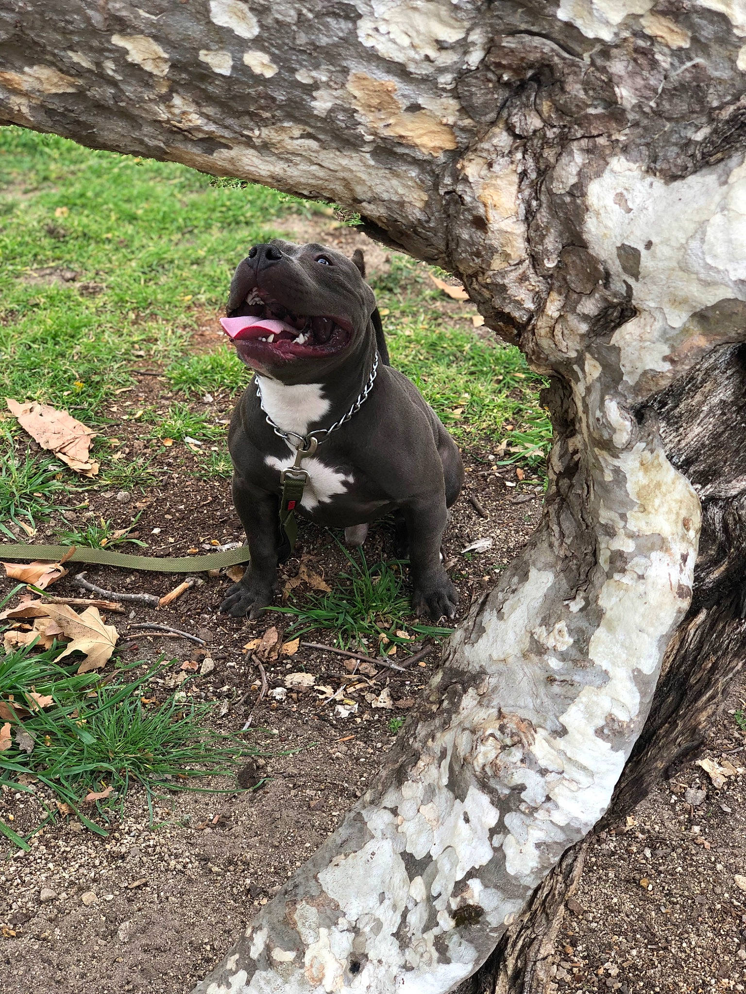 Chico joined the competition — help win amazing prizes! boston_terrier, bulldog, carnivore, collar, companion_dog, dog, dog_breed, dog_collar, fawn, grass, leash, plant, pug, snout, sporting_group, tail, tasmanian_devil, tree, whiskers, working_animal