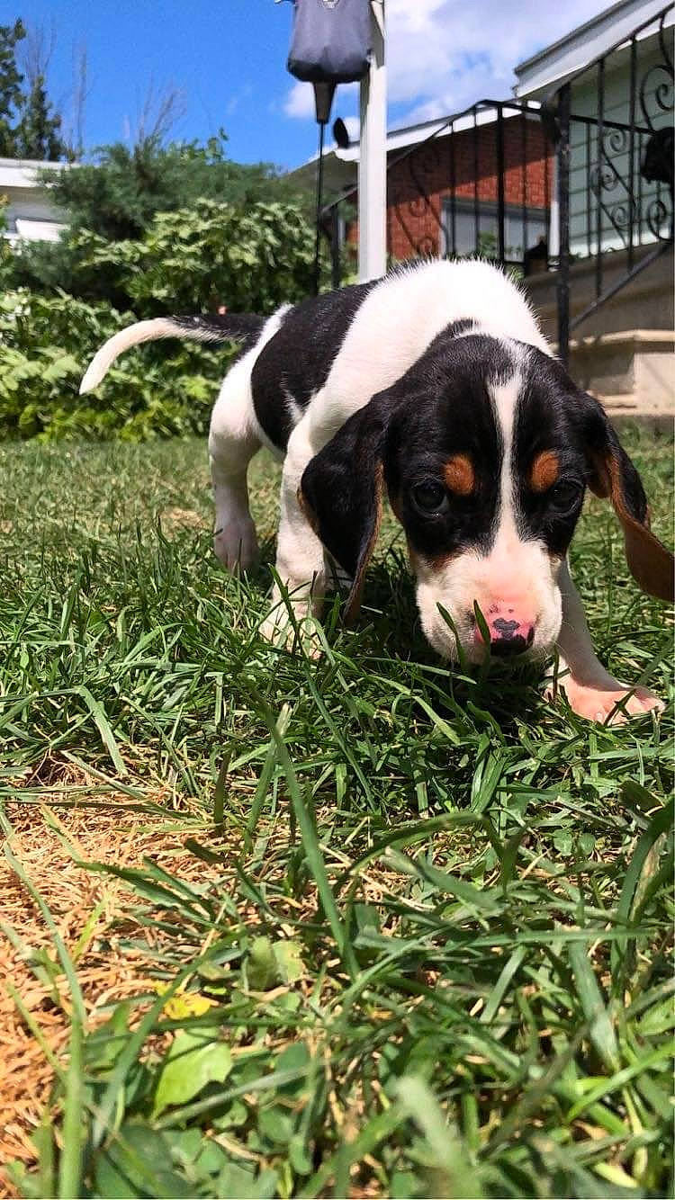 Duke is registered to the contest to win money with this photo: canidae, carnivore, dog, dog_breed, hunting_dog, mammal, puppy, sporting_group, treeing_walker_coonhound, vertebrate