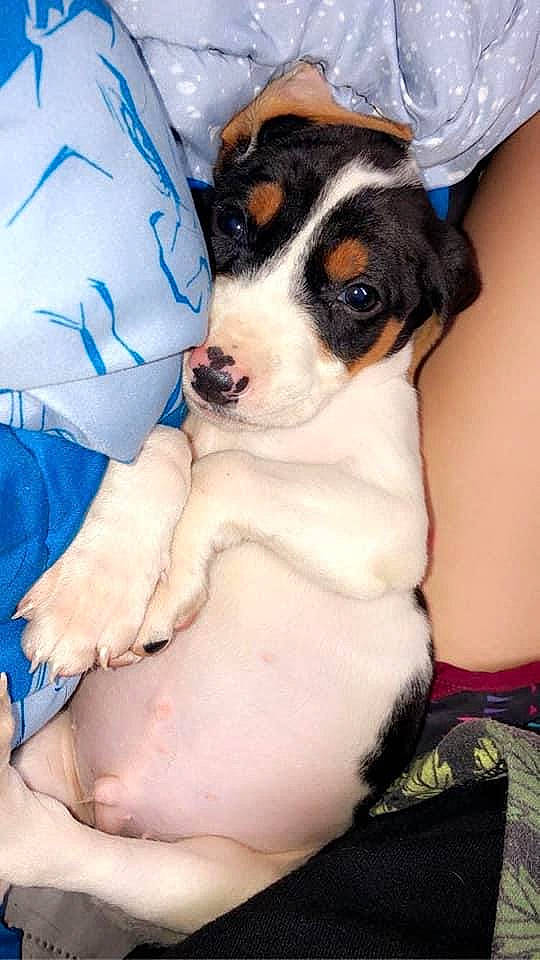 Duke joined the competition — help win amazing prizes! brazilian_terrier, canidae, carnivore, chilean_fox_terrier, companion_dog, danish_swedish_farmdog, dog, dog_breed, feist, jack_russell_terrier, japanese_terrier, mammal, puppy, puppy_love, rare_breed_dog, rat_terrier, ratonero_bodeguero_andaluz, russell_terrier, treeing_feist, vertebrate