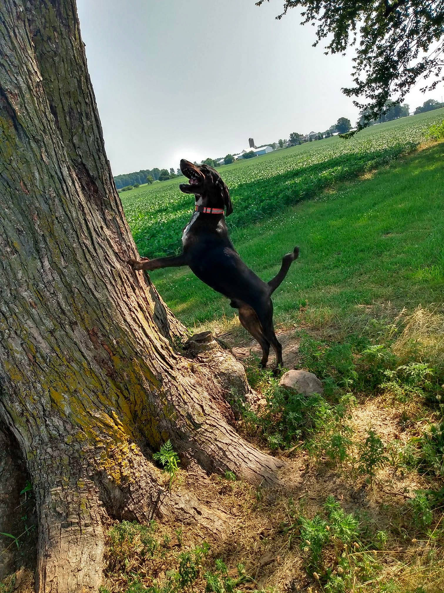 Desil joined the competition — help win amazing prizes! branch, canidae, carnivore, dog, dog_breed, hunting_dog, jumping, plant, sporting_group, tail, tree, trunk, woody_plant
