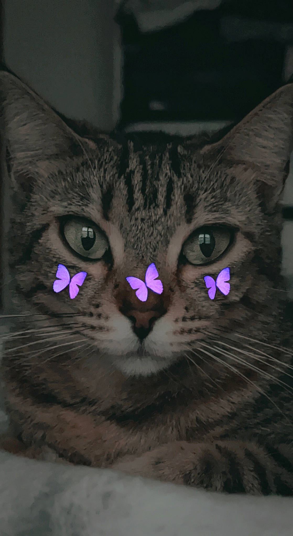 Zakia a rejoint le concours — aidez-le/la à gagner de superbes lots ! art, carnivore, cat, close_up, darkness, domestic_short_haired_cat, drawing, ear, eye, fawn, felidae, fur, grey, illustration, organism, small_to_medium_sized_cats, snout, tail, terrestrial_animal, whiskers