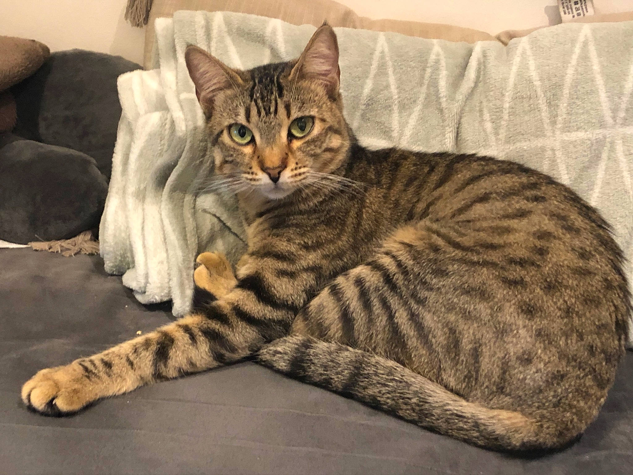 Zakia participe au concours pour gagner de l'argent avec cette photo : carnivore, cat, cat_supply, claw, comfort, couch, domestic_short_haired_cat, felidae, flooring, fur, grey, nap, paw, sitting, small_to_medium_sized_cats, snout, tail, terrestrial_animal, whiskers, wildlife