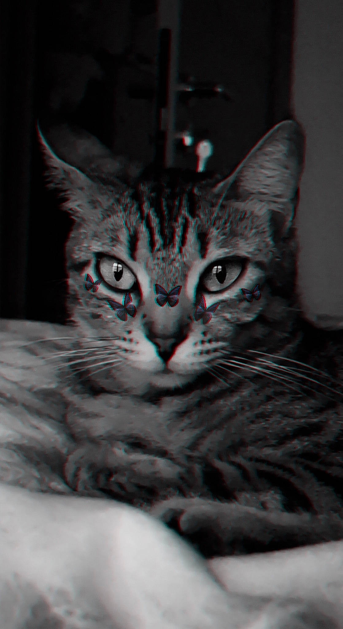 Zakia a rejoint le concours — aidez-le/la à gagner de superbes lots ! carnivore, cat, cat_supply, comfort, darkness, domestic_short_haired_cat, felidae, fur, grey, iris, monochrome_photography, paw, sitting, small_to_medium_sized_cats, snout, whiskers