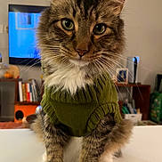 Avocado joined the competition — help win amazing prizes! animal, bookshelf, cat, close_up, cozy, cute, domestic_animal, feline, fur, green_sweater, household, indoor, living_room, pet, portrait, sitting, tabby, television, whiskers, white_paws