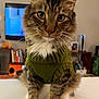 animal, bookshelf, cat, close_up, cozy, cute, domestic_animal, feline, fur, green_sweater, household, indoor, living_room, pet, portrait, sitting, tabby, television, whiskers, white_paws