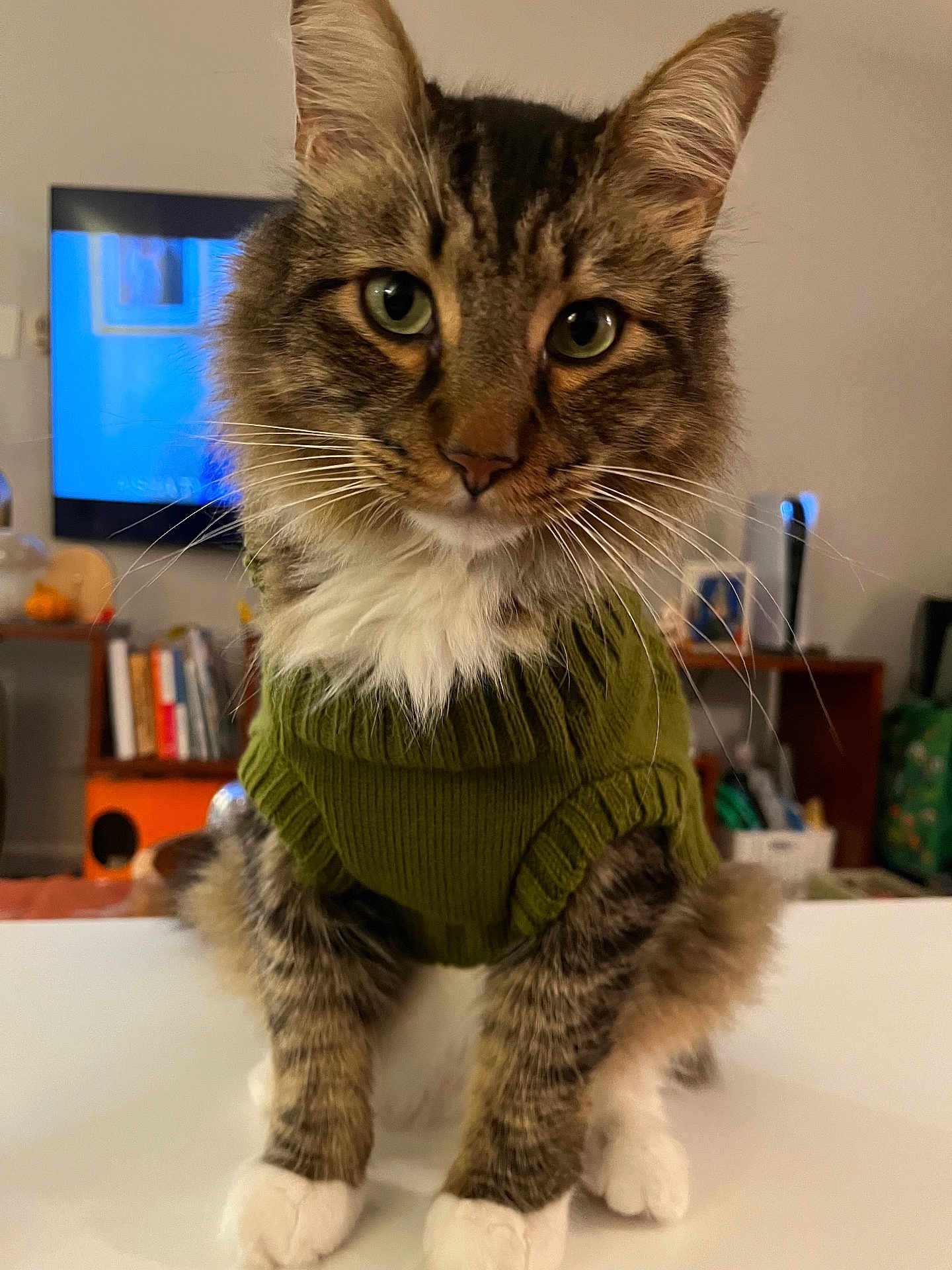 Avocado