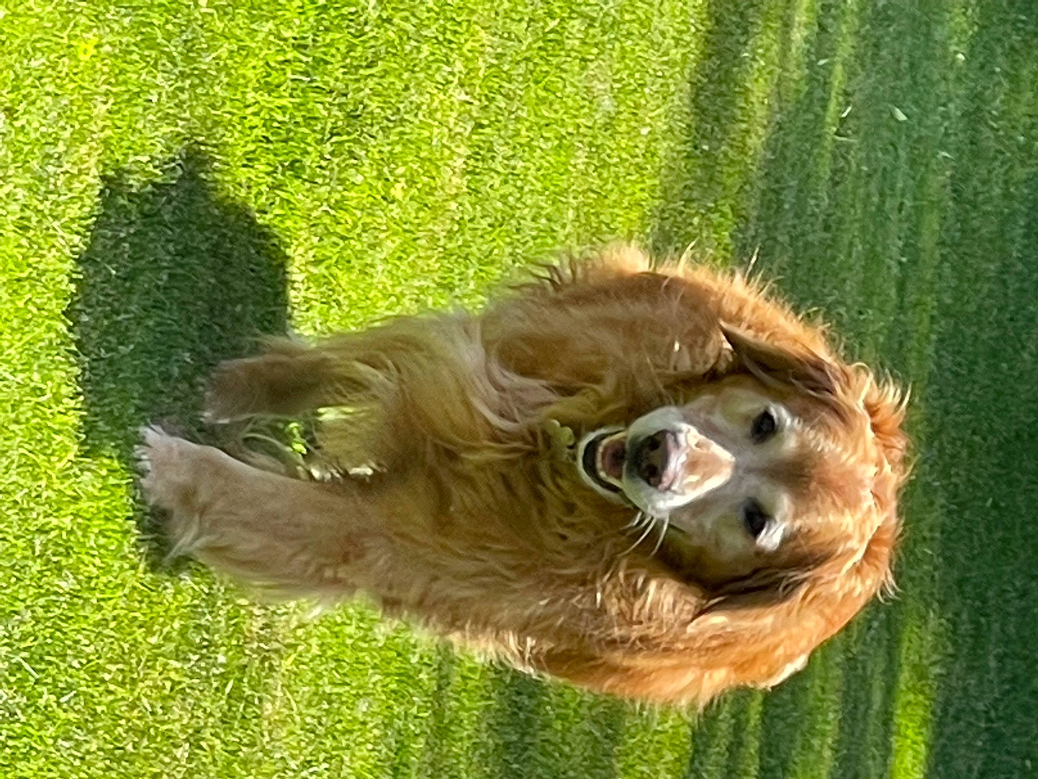 Cooper is registered to the contest to win money with this photo: camelid, canidae, dog_breed, fawn, fur, grass, grassland, groundcover, liver, orangutan, pasture, plant, primate, recreation, sloth, snout, sporting_group, terrestrial_animal, two_toed_sloth, wildlife