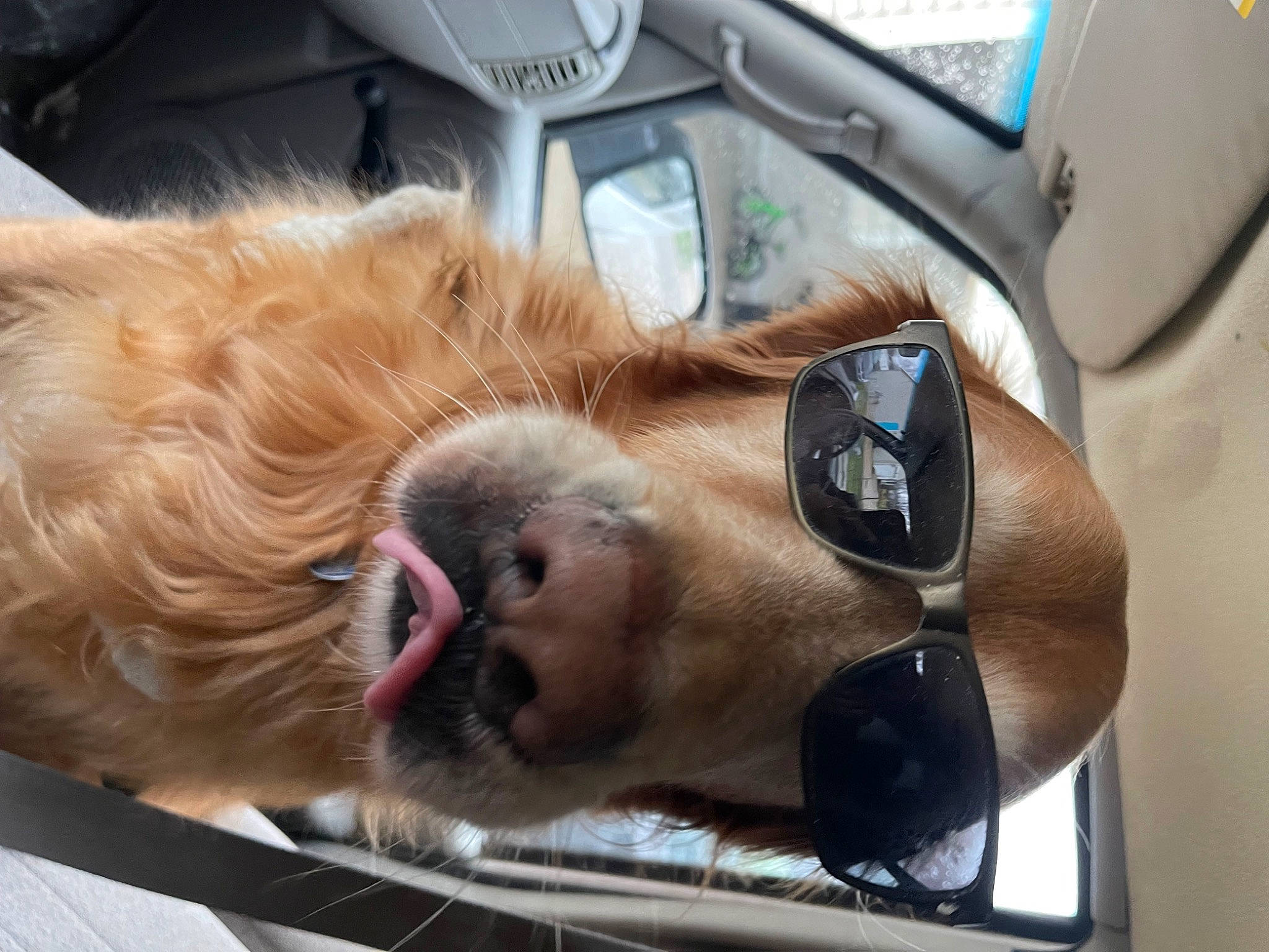 Cooper joined the competition — help win amazing prizes! auto_part, automotive_design, automotive_exterior, automotive_mirror, car, carnivore, companion_dog, dog, dog_breed, eyewear, fawn, goggles, liver, motor_vehicle, personal_luxury_car, snout, steering_wheel, sunglasses, vehicle, vehicle_door