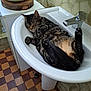 animal, bathroom, cat, cozy, cute, domestic_cat, faucet, fur, indoor, paw, peaceful, pet, quiet, relaxed, resting, sink, sleeping, tabby, tile_floor, whiskers