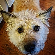 Max joined the competition — help win amazing prizes! dog, close_up, pet, canine, fur, brown, eyes, face, indoors, wooden_floor, curious, scruffy, muzzle, ears, animal, looking_up, portrait, companion, domestic, cute