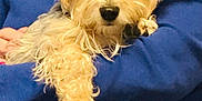 Meeka is registered to the contest to win money with this photo: dog, pet, animal, fur, cute, portrait, person, holding, blue_sweater, indoor, face, closeup, companion, friendly, domestic_animal, adorable, cuddling, mammal, canine, furry