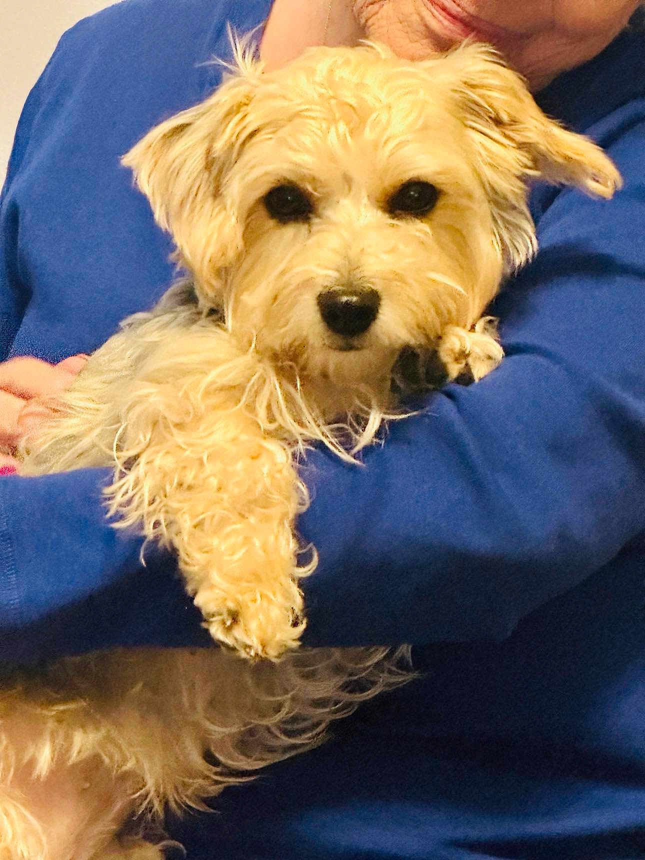 Meeka is registered to the contest to win money with this photo: dog, pet, animal, fur, cute, portrait, person, holding, blue_sweater, indoor, face, closeup, companion, friendly, domestic_animal, adorable, cuddling, mammal, canine, furry