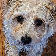 Meeka joined the competition — help win amazing prizes! dog, small_dog, curly_fur, brown_wood_floor, pet, animal, cute, looking_up, indoor, close_up, face, fur, ears, black_nose, whiskers, paws, flooring, domestic_animal, companion, adorable