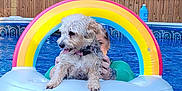 Meeka is registered to the contest to win money with this photo: animal, backyard, blue, dog, fence, floating, fun, inflatable, leisure, outdoor, person, pet, playful, pool, rainbow, summer, swimming, tattoo, water, wet