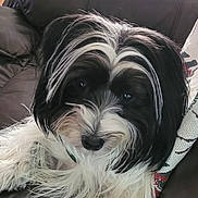 Buddy joined the competition — help win amazing prizes! animal, black_and_white, canine, closeup, companion, couch, cozy, dog, domestic, face, fluffy, fur, home, indoor, long_hair, pet, portrait, relaxed, resting, whiskers